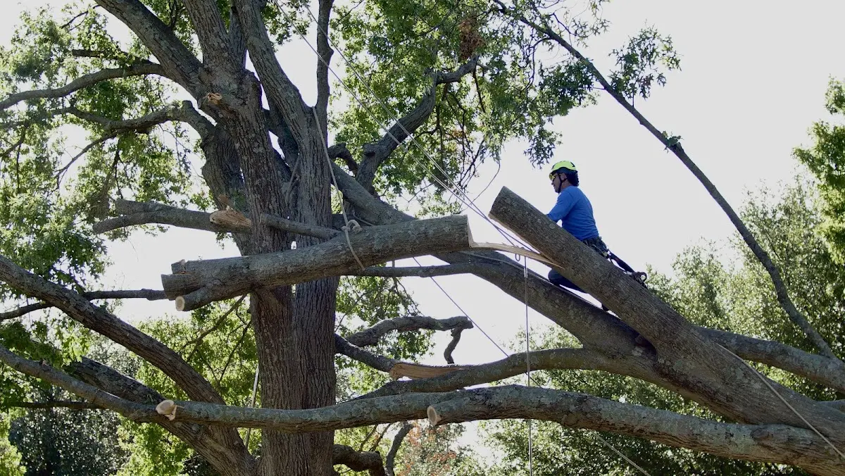 Professional Hazardous Tree Removal performed by certified arborists in Rains