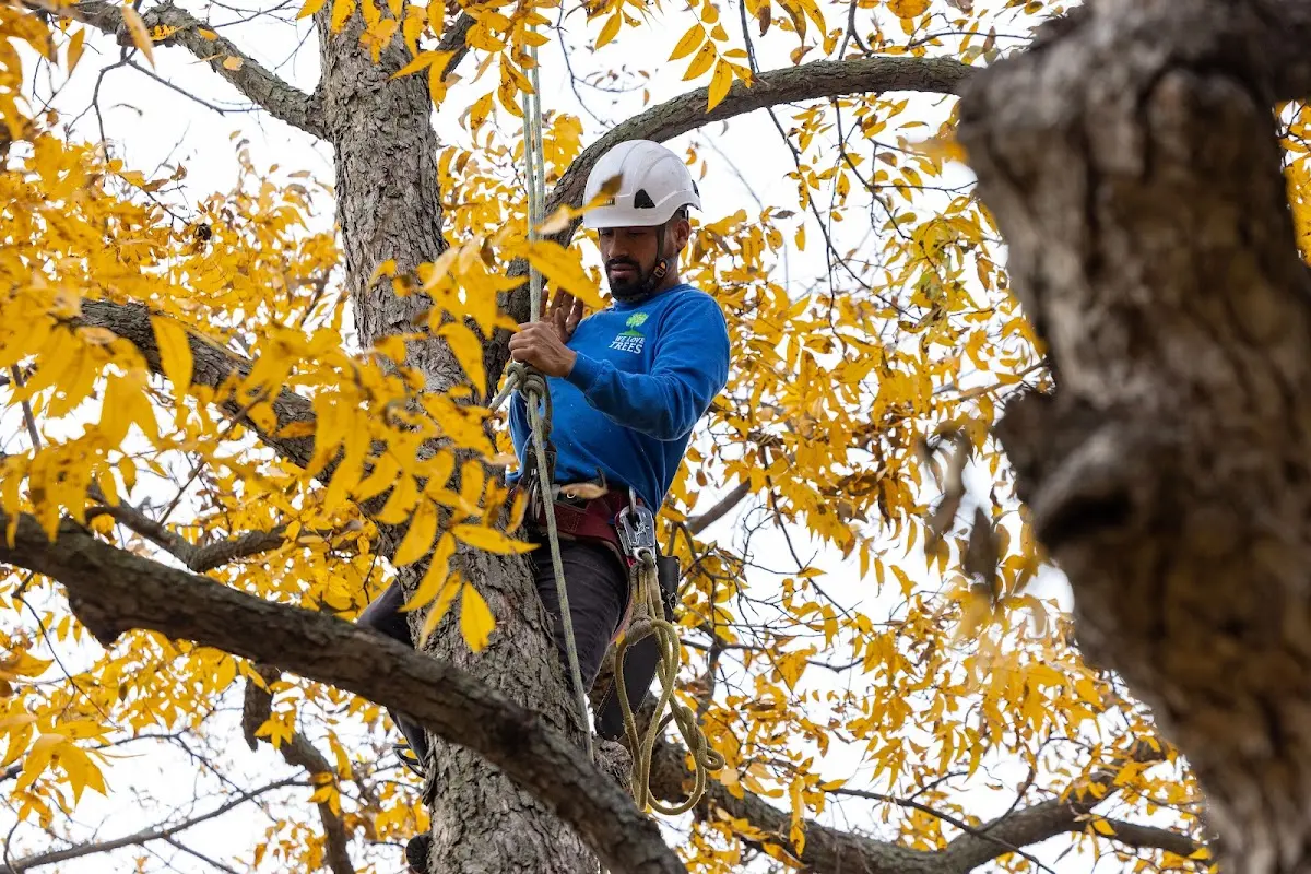 Skilled Emergency Tree Service crew working in Rains